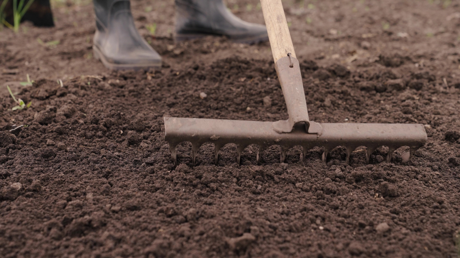 A person wearing black boots meticulously rakes through the rich, dark soil, tending to the garden with care and precision, preparing it for planting and nurturing vibrant life to flourish.