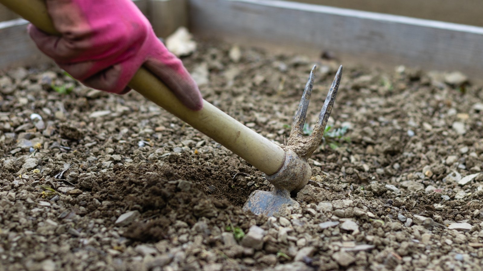 A person's hand in pink gloves meticulously preps soil with a rake inside a wooden box, illustrating gardening preparations with care and attention to detail.