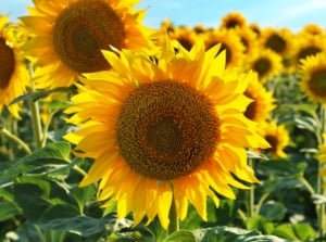 A vibrant field of sunflowers stretches towards the sky, their golden petals catching the sunlight in a radiant display of nature's beauty. These cheerful flowers follow the sun's path throughout the day, basking in its warm embrace.