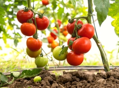 produce more tomatoes. Close-up of several tomato bushes with ripe bunches of tomatoes in a greenhouse. The tomato plant is a striking sight, boasting a profusion of deep green, serrated leaves that cascade from sturdy stems, forming a lush canopy of foliage. The plant produces long clusters of medium-sized, rounded fruits that are bright red in color with thin, shiny skin.