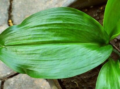 How to propagate cast iron plants. The cast iron plant (Aspidistra elatior) is known for its robust, dark green, lance-shaped leaves that grow in dense clumps from a central rhizomatous base. These leaves are leathery in texture and have a dark green color with a glossy surface and prominent parallel veins running along the length of each leaf.