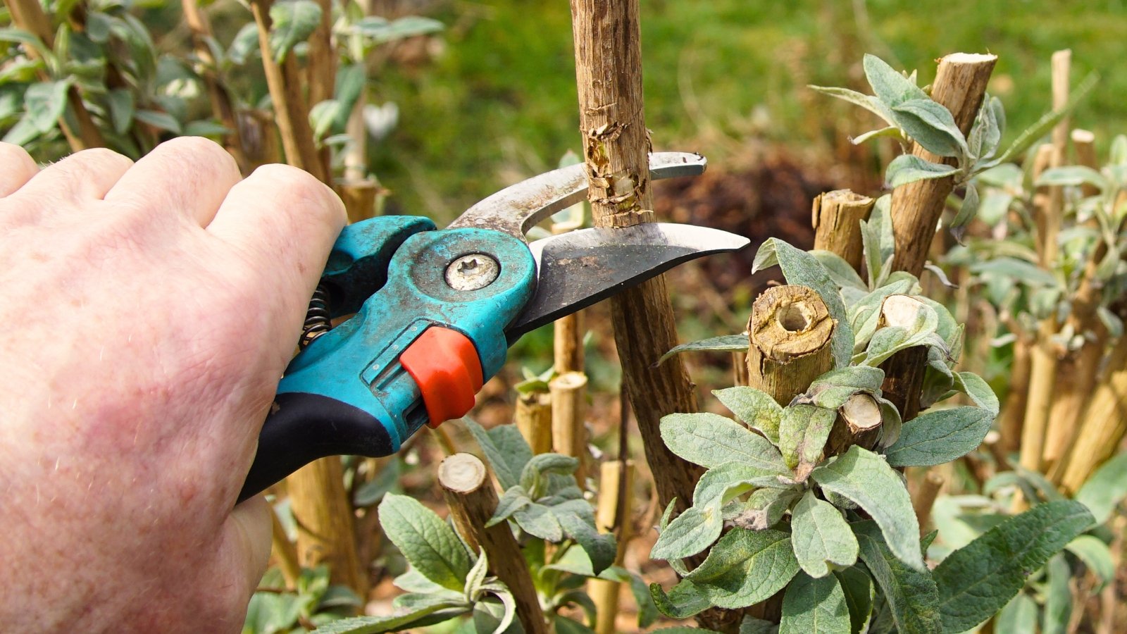 Close-up of a gardener's hand pruning the sturdy branches of a butterfly-bush using blue pruning shears in a sunny garden.