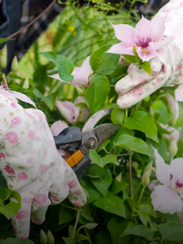 How to Propagate Clematis From Cuttings in 7 Easy Steps