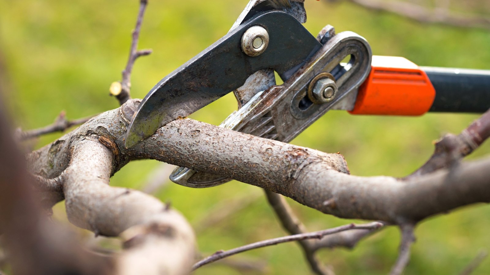 Close up of a large pruning tool cutting a medium sized branch off of a tree.