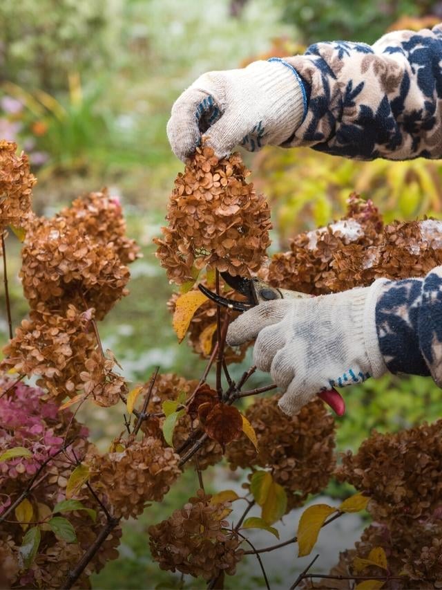 11 Tips For Pruning Your Plants After a Winter Freeze