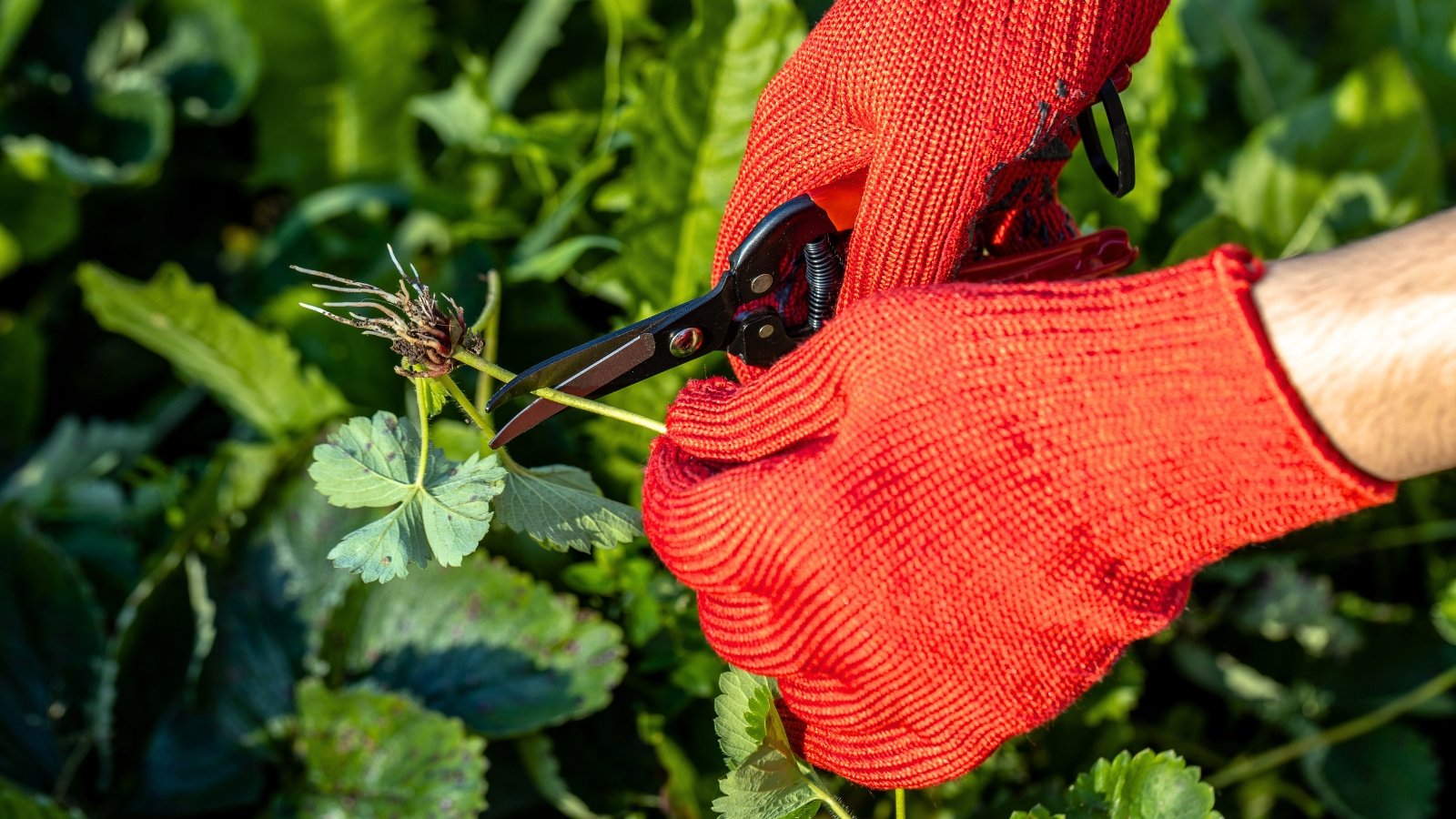 Close-up of farmer's hands in bright orange gloves cutting strawberry runners with red pruning shears in a sunny garden.