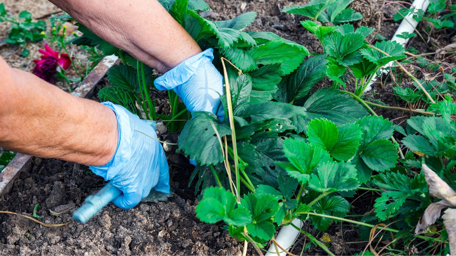 Hands with blue gloves carefully trim strawberry shoots, fostering healthy growth in a garden setting, showcasing attentive plant care and precision in gardening tasks.