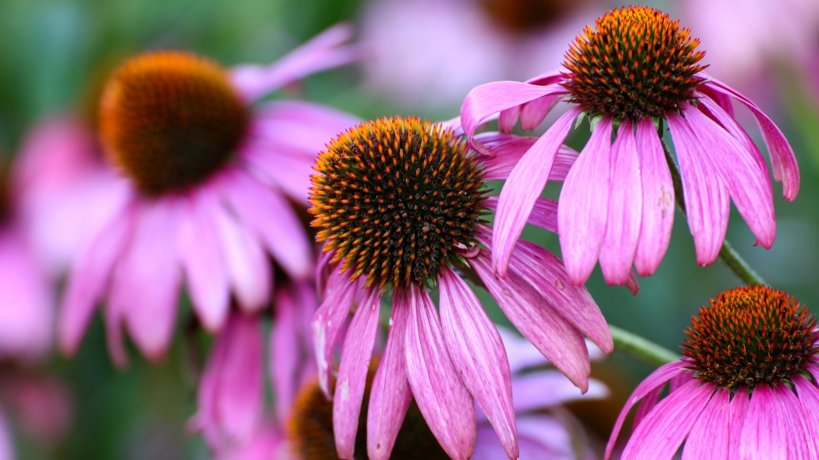 Purple petals of coneflowers encircle a strikingly large orange center, inviting admiration for nature's colorful intricacies in full bloom.