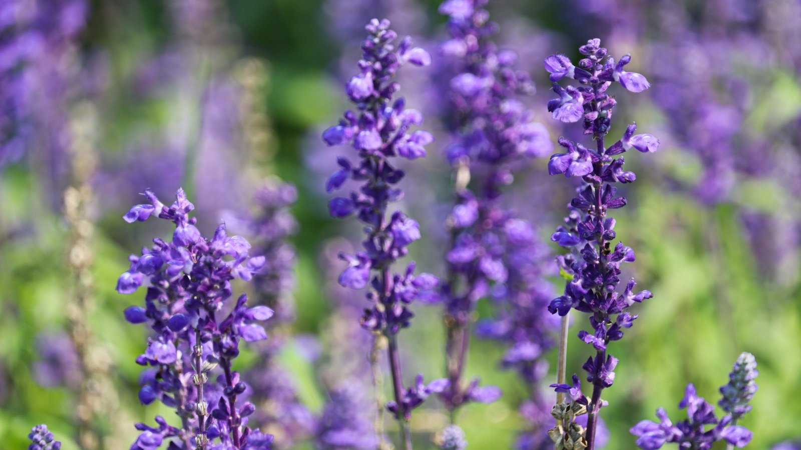 Tall lavender blooms grace the foreground, while a soft blur hints at a profusion of blossoms extending into the background, creating a dreamy, purple-hued vista.