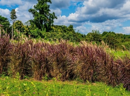 A cluster of Purple Fountain Grass exhibits its reddish brown leaves and brown flower spikes, standing amidst green grasses below, with green trees in the background, under a serene blue sky above.