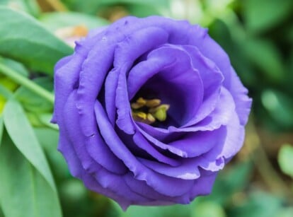 Purple Lisianthus growing in the garden