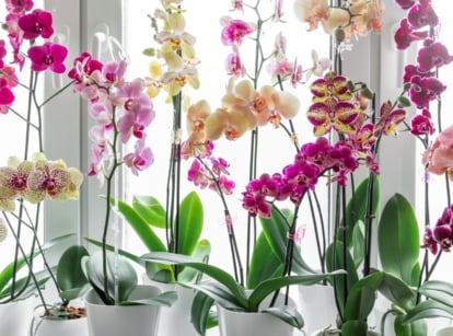 White pots line a sunlit windowsill, their clean surfaces gleaming. Inside each pot, vibrant orchids bloom, displaying a palette of purple, white, and pink petals, accentuated by lush green foliage.