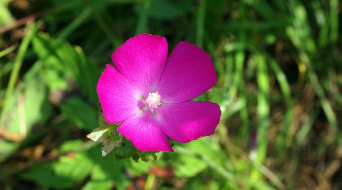 A close-up on a Purple Poppy Mallow bloom, revealing magenta petals that are broad and rounded, with a paler center. The star-like green leaves create a lovely backdrop, while the blurred background showcases lush green grasses.