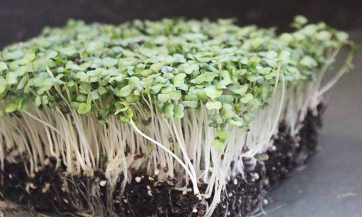 Purple Top White Globe turnip microgreens