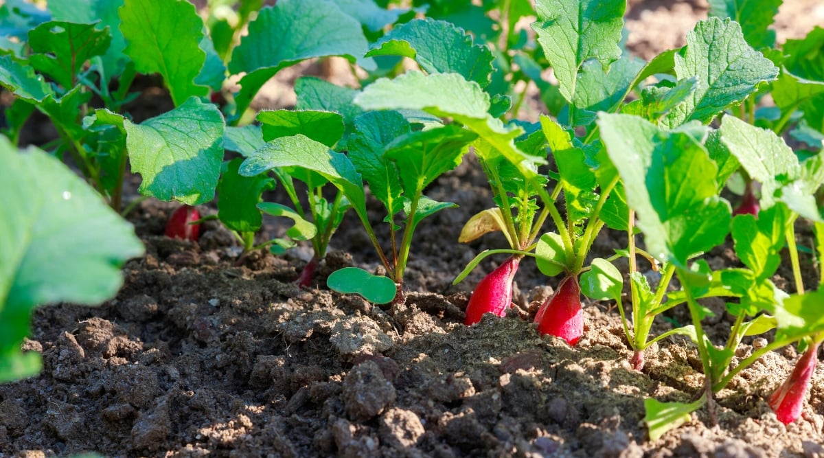 Close-up of ripening radishes in a garden bed. The radish forms an underground, edible, oval-shaped root with a bright pink skin. A rosette of green leaves emerges from the root. The leaves are elongated and lobed, bright green in color with a rough texture.