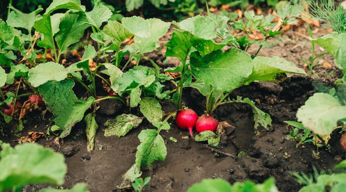 Close-up of growing radish plants in the garden. The plant is composed of a rosette of basal leaves and a central taproot that swells to form an edible radish bulb with bright dark pink skin. The leaves are located basal, depart directly from the root. The leaves are oval in shape, dark green in color, with a serrated edge.