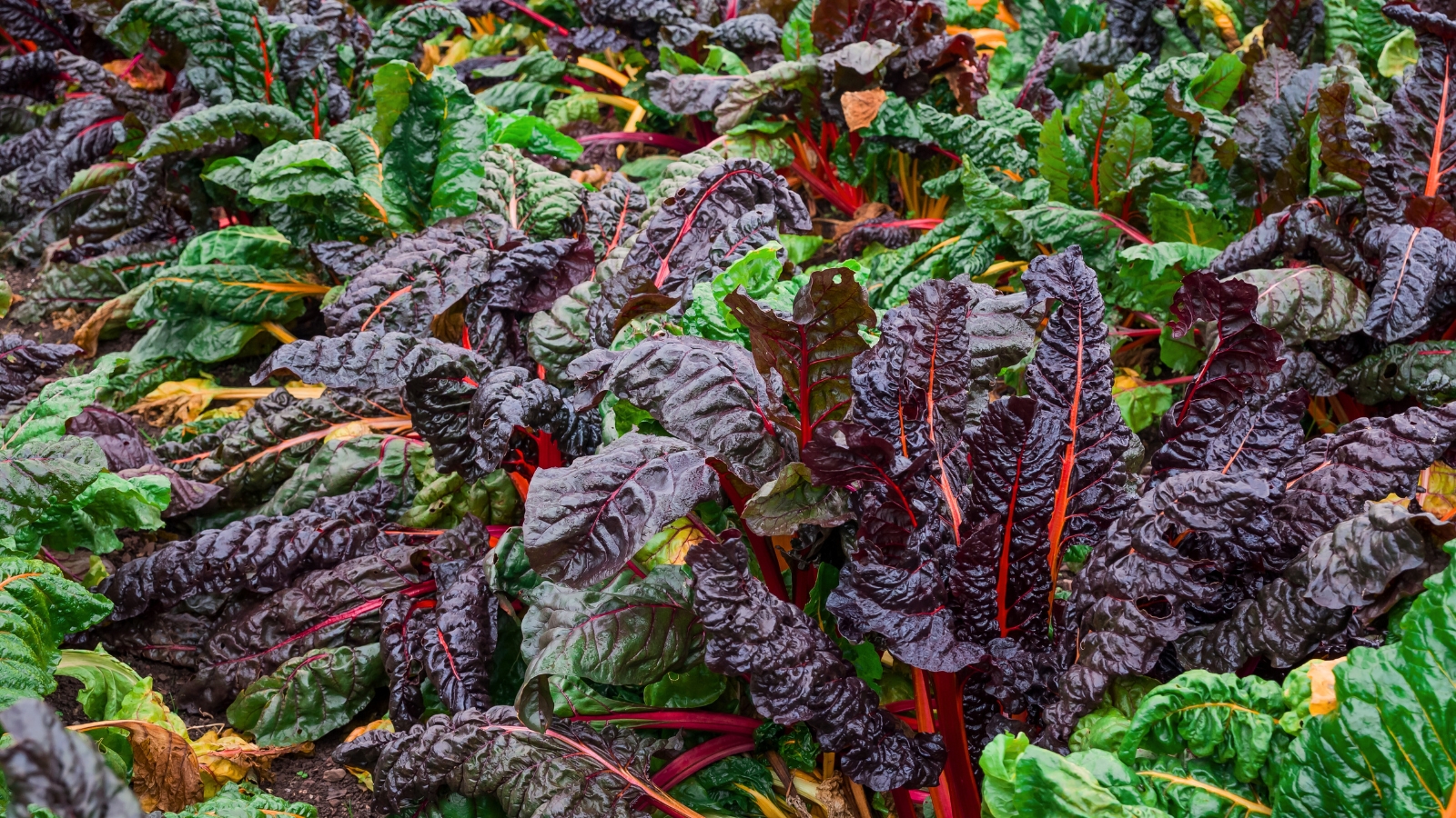 Close-up of Rainbow Swiss Chards in the garden, showing a vibrant array of colorful stems including shades of red, orange, yellow, and pink, contrasting with deep green and purple, crinkled leaves.