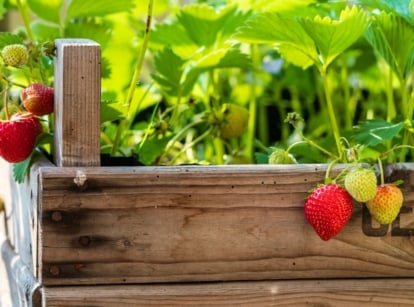 raised bed berries. Close-up of a strawberry plant flourishing on a wooden raised bed, characterized by its vibrant green, serrated leaves arranged in clusters, and adorned with plump, ruby-red fruits nestled amongst the foliage.