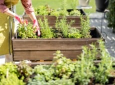 raised bed garden benefits