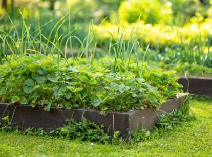 raised bed mistakes. Close-up of raised beds in a sunny garden surrounded by bright green lawn. The raised bed is wooden, rectangular in shape. Strawberry and onion plants grow in the garden bed.