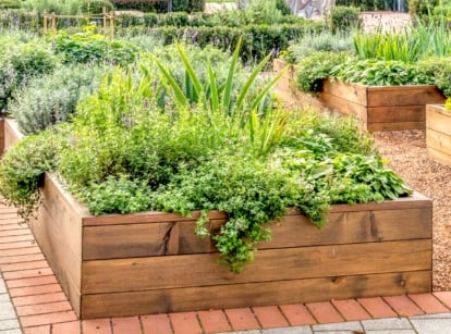 Wooden raised beds and paved pathways form a structured garden. Verdant plants thrive, reaching upward with lush foliage. Some spill gracefully over the edges of the beds, adding a soft cascade of greenery to the landscape.