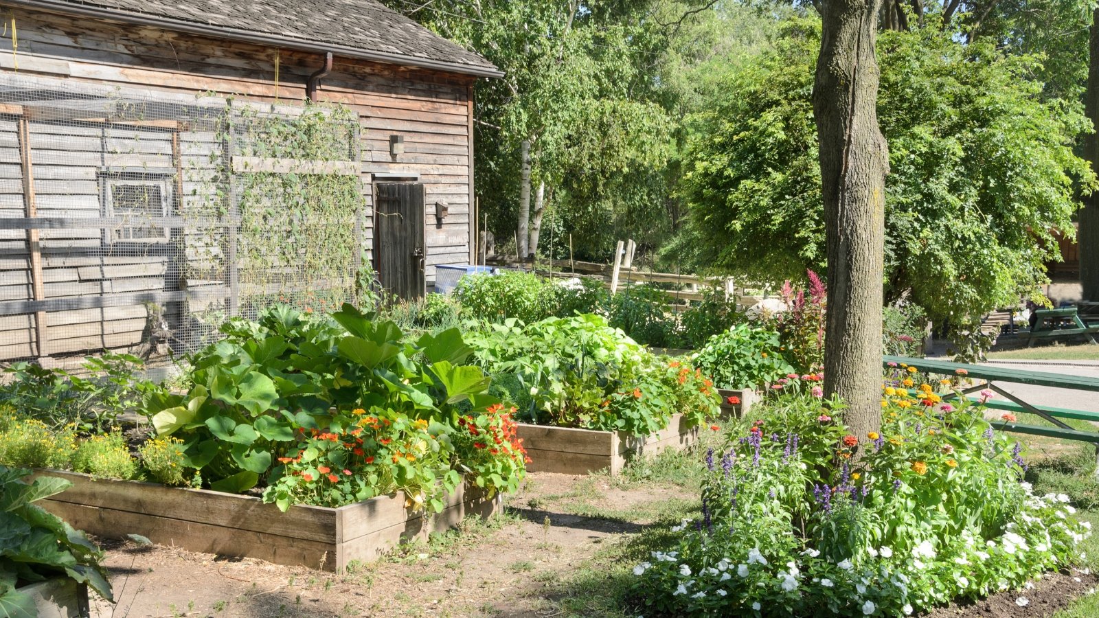 Vibrant greenery flourishes in a well-tended kitchen garden, adorning the landscape next to an inviting wooden house, exuding rustic charm and tranquility in its quaint setting.