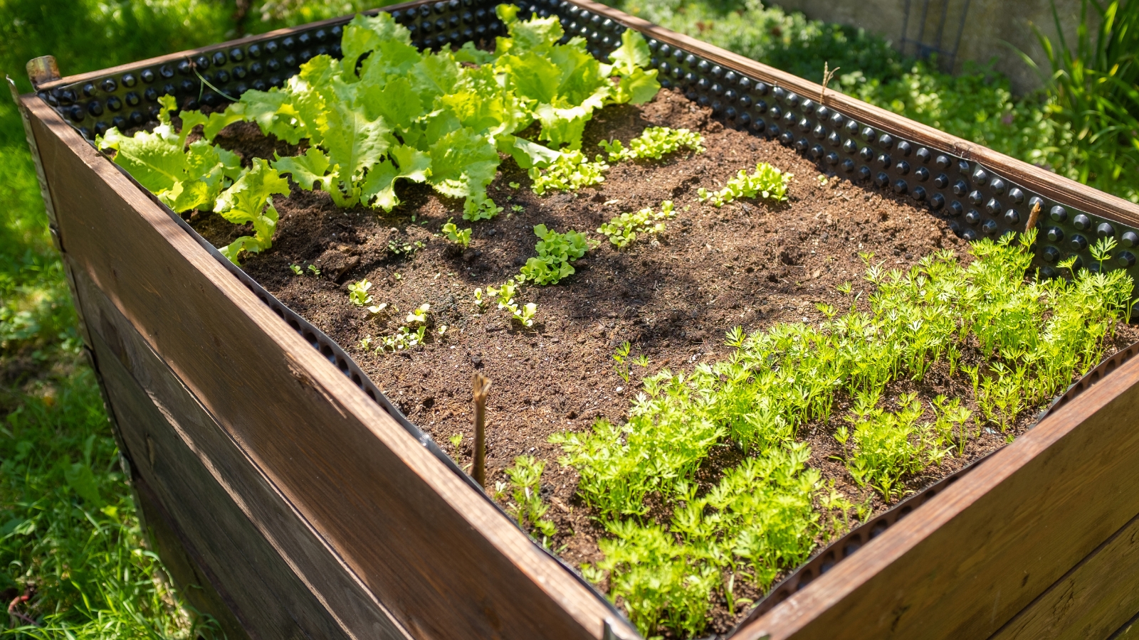 A sunlit wooden raised bed, adorned with lush leafy greens and fragrant herbs, exudes a sense of serenity and tranquility.