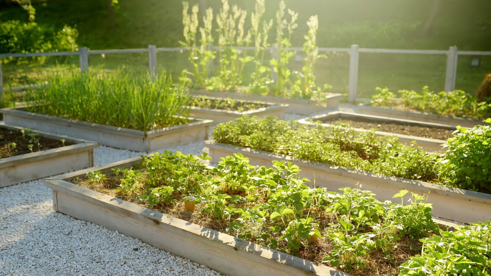 Wooden raised beds neatly aligned in a garden, soaking in sunlight, nurturing an assortment of plants, each leaf and petal basking in the warm, golden rays of the sun.