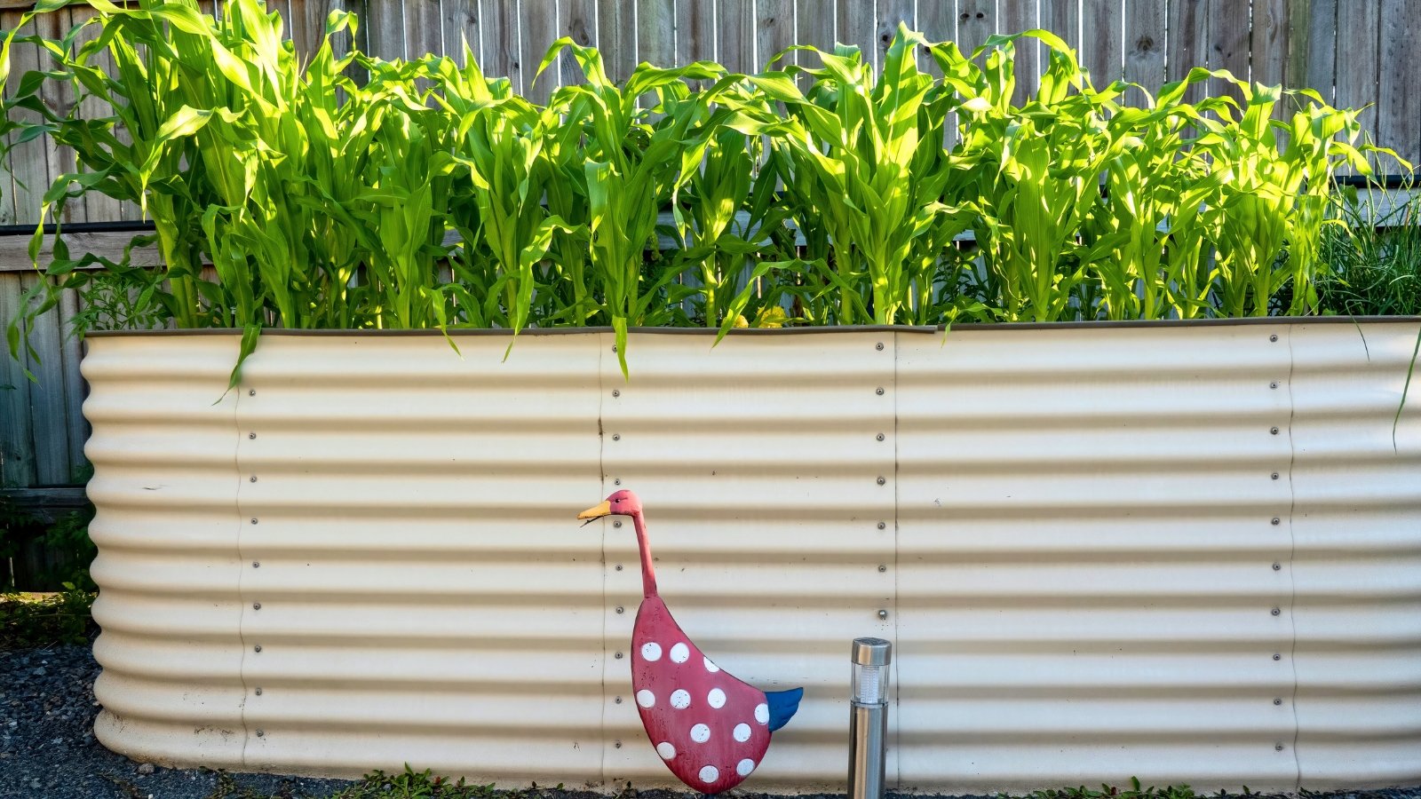 Close-up of a metal raised bed full of young corn plants with a decorative duck in the foreground.