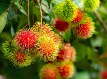 rambutan tree