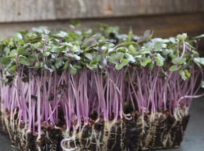 Red Acre Cabbage Microgreens