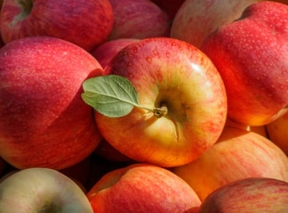 A group of gala apples, featuring red and orange hues, arranged together. Their glossy peel glistens brightly under the warm sunlight, creating a tempting display of freshness and natural beauty.