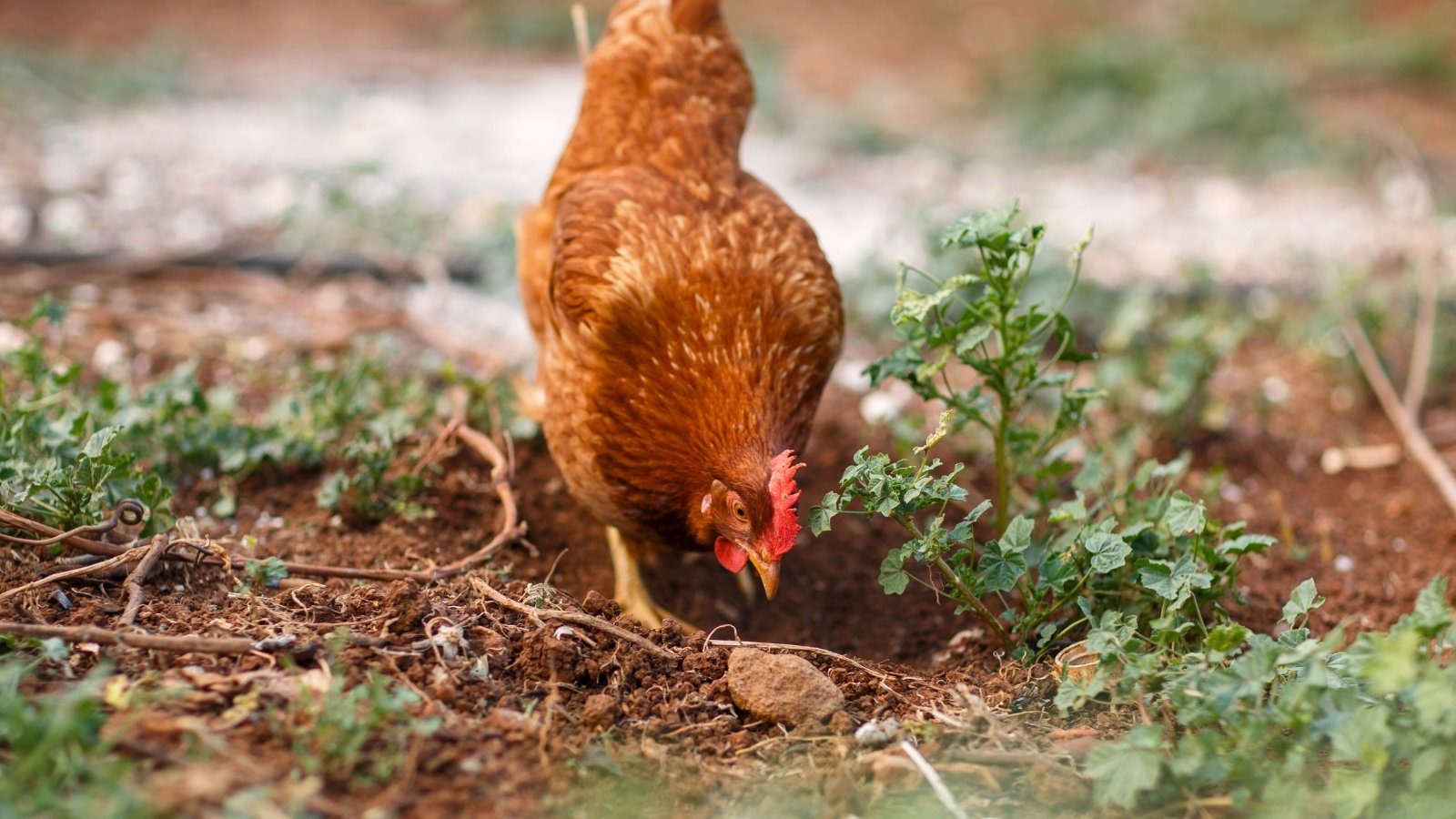 Close-up of a red hen walking through a garden bed among loose dark brown soil with growing ground covers.