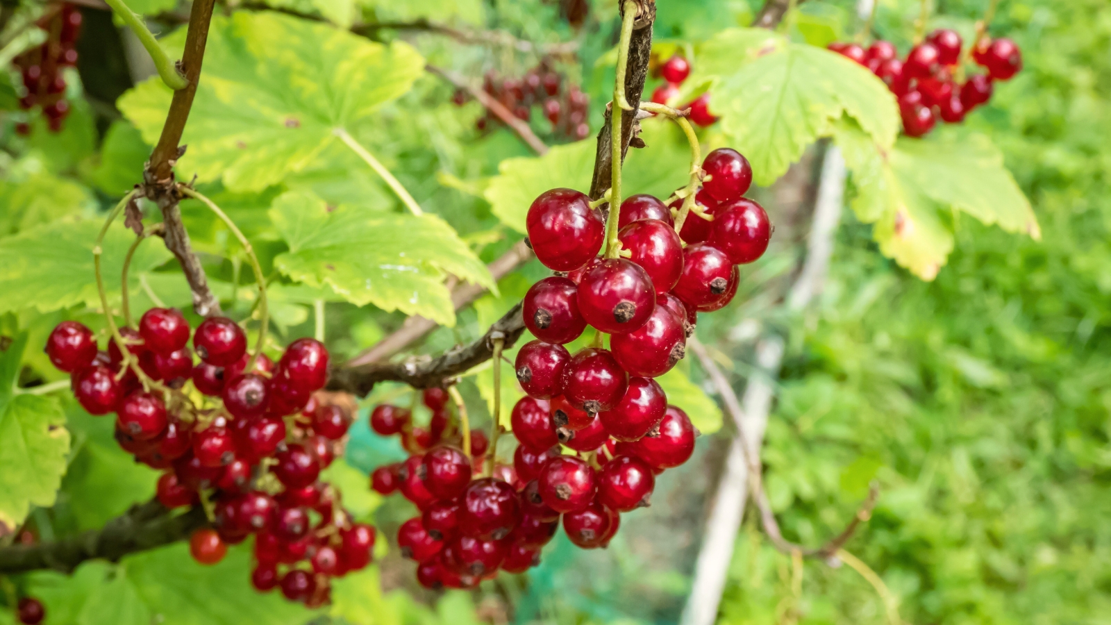 Ribes rubrum ‘Perfection’ displays bright green, lobed leaves and bears large clusters of translucent, bright red berries with a glossy sheen.