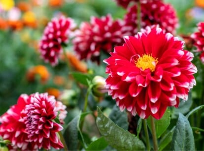 A close-up of a dahlia plant reveals striking red flowers with vibrant yellow centers, adding a pop of color to the garden. The petals form intricate layers, creating a captivating bloom. The green leaves and sturdy stems provide support, with more dahlias in the background.