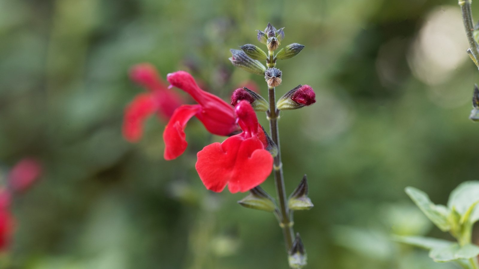 Salvia greggii boasts clusters of small, tubular flowers in hues of red on a blurred green background.
