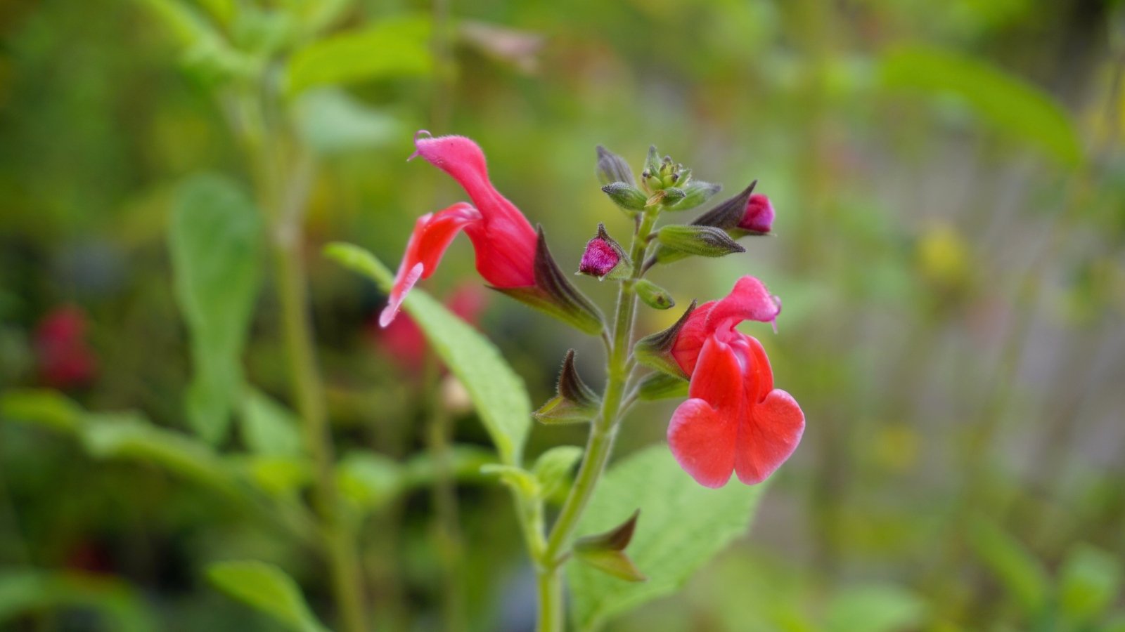 Closeup of red flowers of Salvia greggii on tall stems covered with small, lance-shaped green leaves.