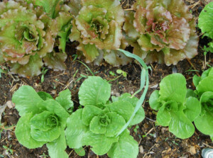 Red Iceberg and Romaine lettuce