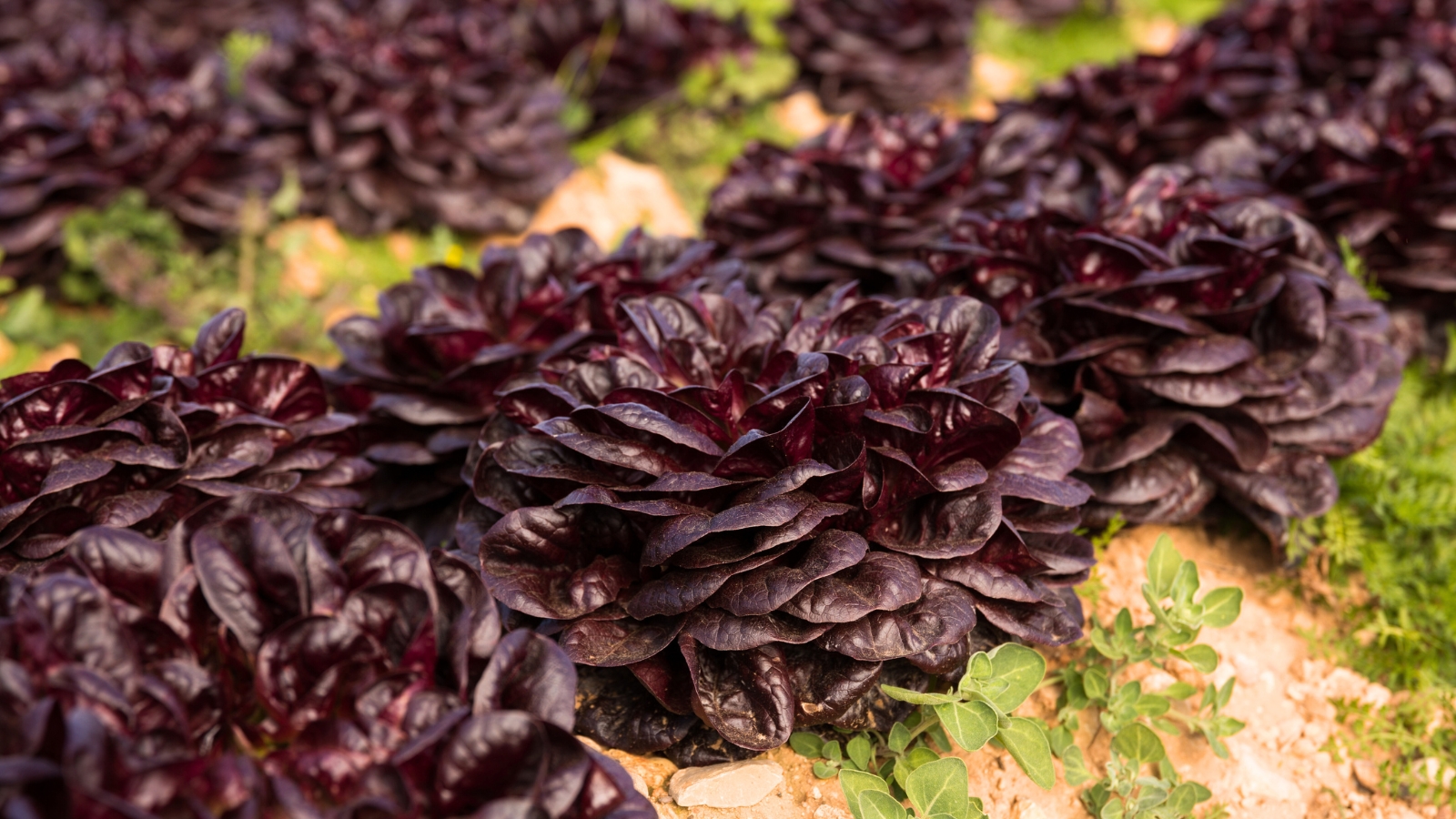 Red lettuce presents vibrant, burgundy-colored leaves that form loose heads, adding a bold and colorful accent to the sunny garden.