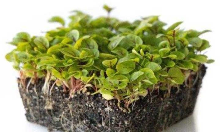 Red Panda sorrel microgreens