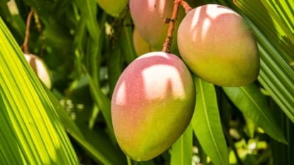 Ripe Glenn mango fruits, with their vibrant yellow-pink skin and succulent, juicy flesh, dangle enticingly from the lush green canopy of the tree, basking in the warm sunlight of the garden.