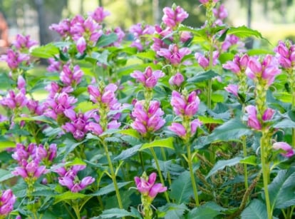 Vibrant purple turtlehead flowers bloom gracefully against a backdrop of rich green foliage, creating a picturesque scene of natural beauty in a garden.