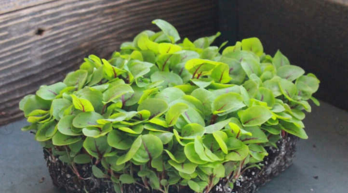 Red Veined sorrel microgreens