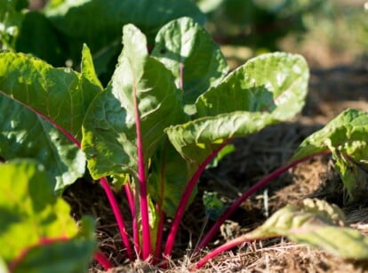 Nestled in soil adorned with protective mulch, the chard leaves reach skyward. Their green leaves and deep purple stems compose a living symphony of color and life, nourished by both earth and sun.