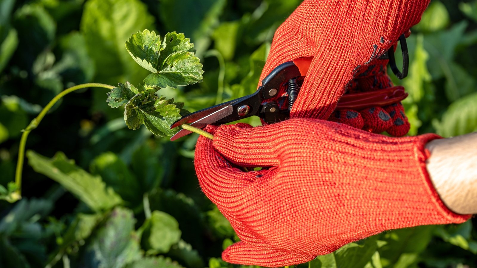 remove strawberry runners. Close-up of female hands adorned with orange gloves, delicately pruning strawberry runners in a sunlit garden bed.