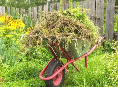 Garden cart in the garden filled with cut weeds and grass. Cleaning weeds in the garden to reuse weeds. Yellow yarrows, daisies, lilies and other plants grow in the garden.