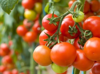 A close-up of a cluster of ripe, red tomatoes growing on a vine. The tomatoes are plump and juicy, with a glossy sheen. The backdrop is a blur of green leaves and red tomatoes, suggesting that the cluster is part of a larger tomato plant.