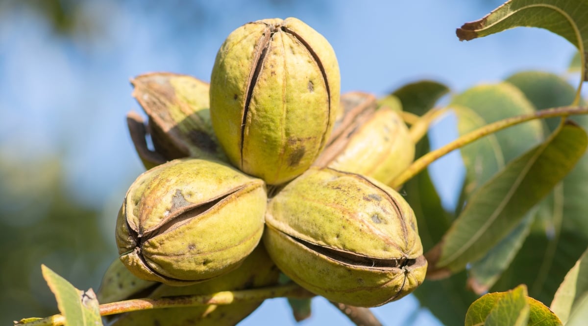 Fresh green pecans with slight cracks, ready for harvesting. The green pecans rest gracefully on slender stems adorned with leaves, creating a picturesque scene of nature's bounty. 