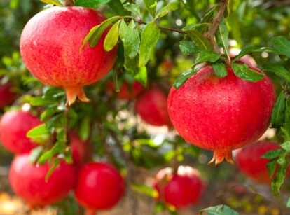 A close-up captures 'Texas Pink' pomegranates hanging delicately from branches, framed by lush leaves. In the background, a blur of more pomegranates and leaves adds depth to the scene, hinting at a bountiful harvest to come.