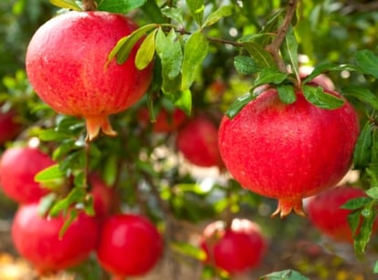 A close-up of the Surh-Anor Pomegranate variety showcasing its plump, crimson fruits, each one bursting with juicy goodness. Behind them, hints of other fruits in the blurred background add depth to the image, while the lush green leaves frame the bounty of nature.